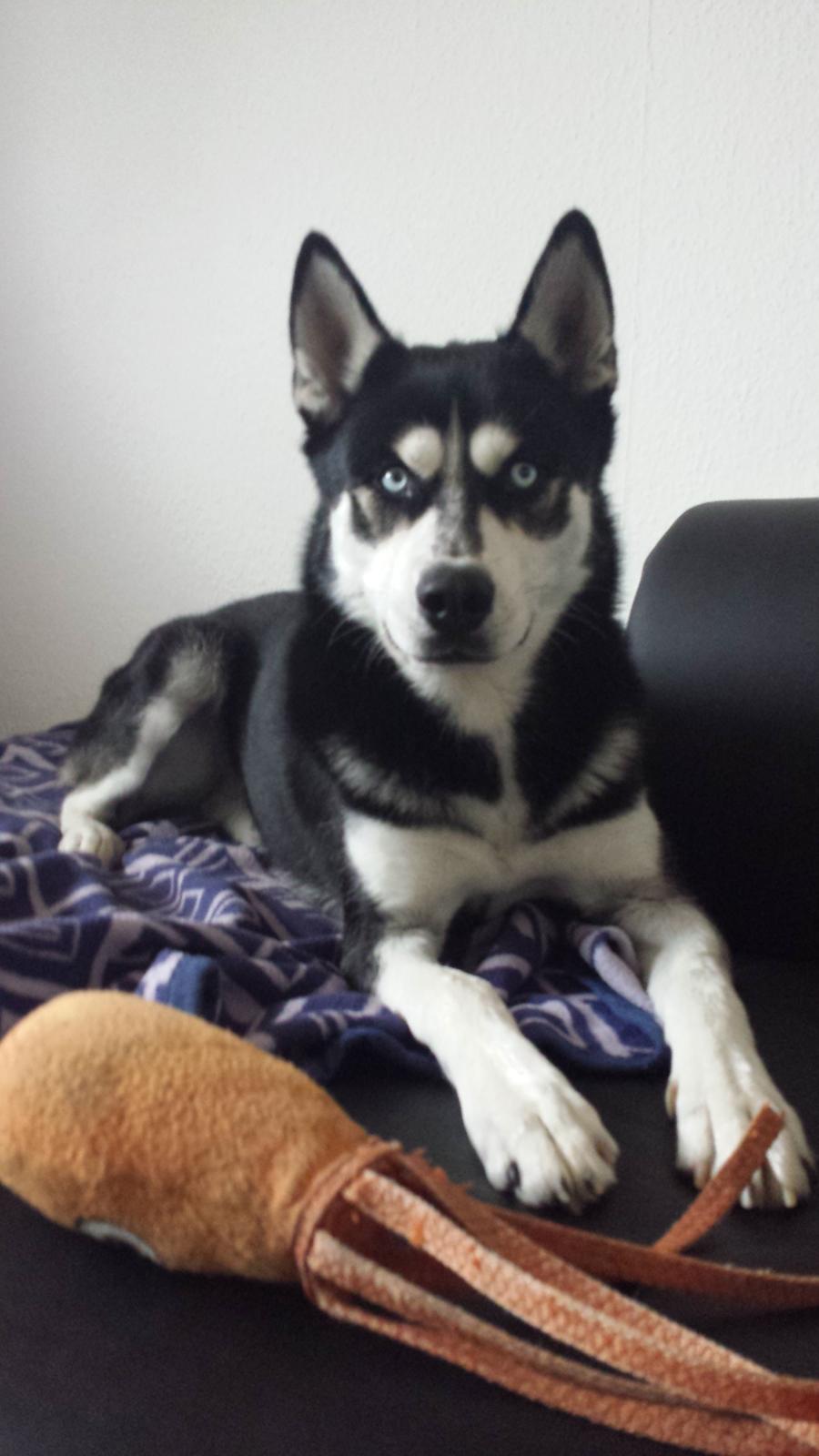 Siberian husky Diesel billede 40