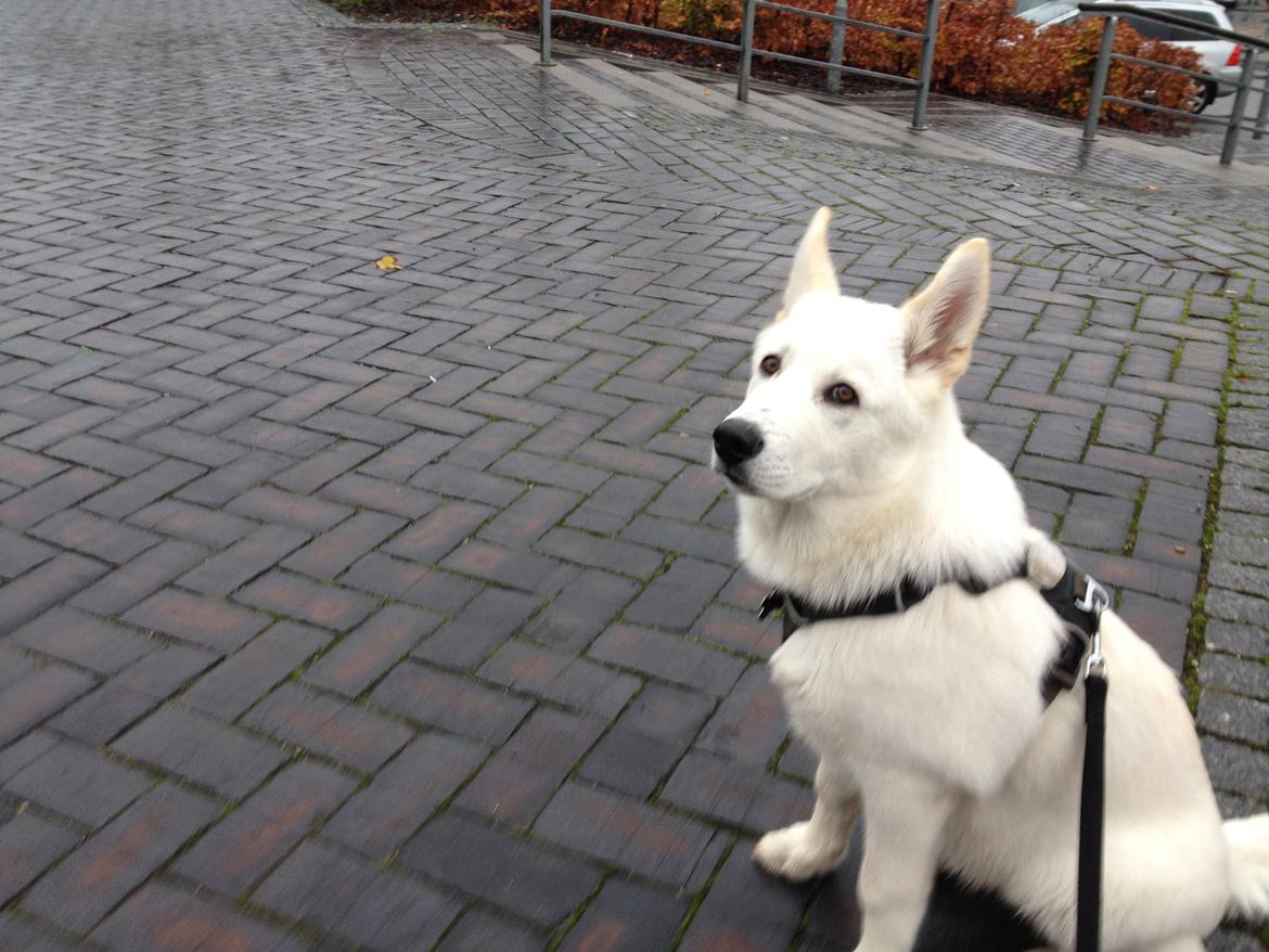 Blanding af racer Cuba, Malamute / hvid schæfer / Samojedhund - 17 uger, jeg kan godt vente pænt :) billede 31