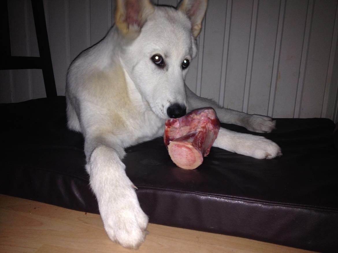 Blanding af racer Cuba, Malamute / hvid schæfer / Samojedhund - 17 uger mit første ben, mums billede 32