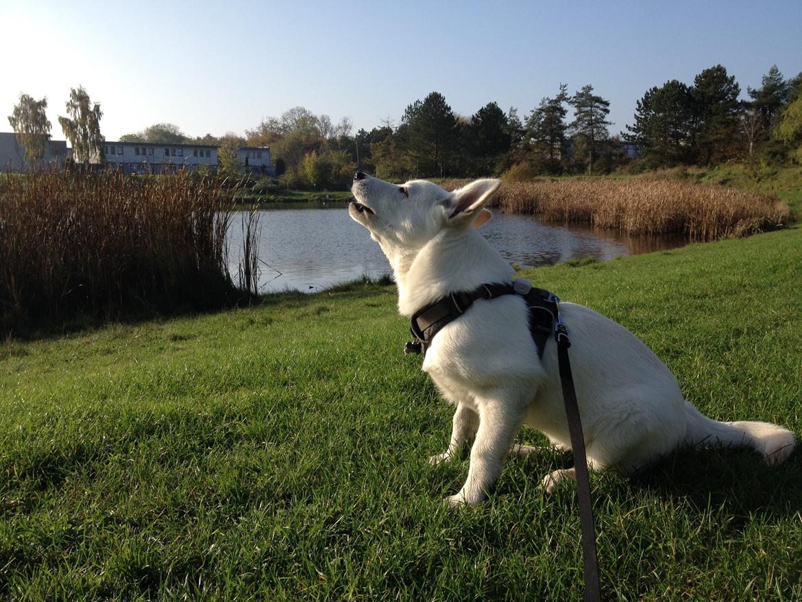 Blanding af racer Cuba, Malamute / hvid schæfer / Samojedhund - 15 uger, hyler som en ulv billede 29