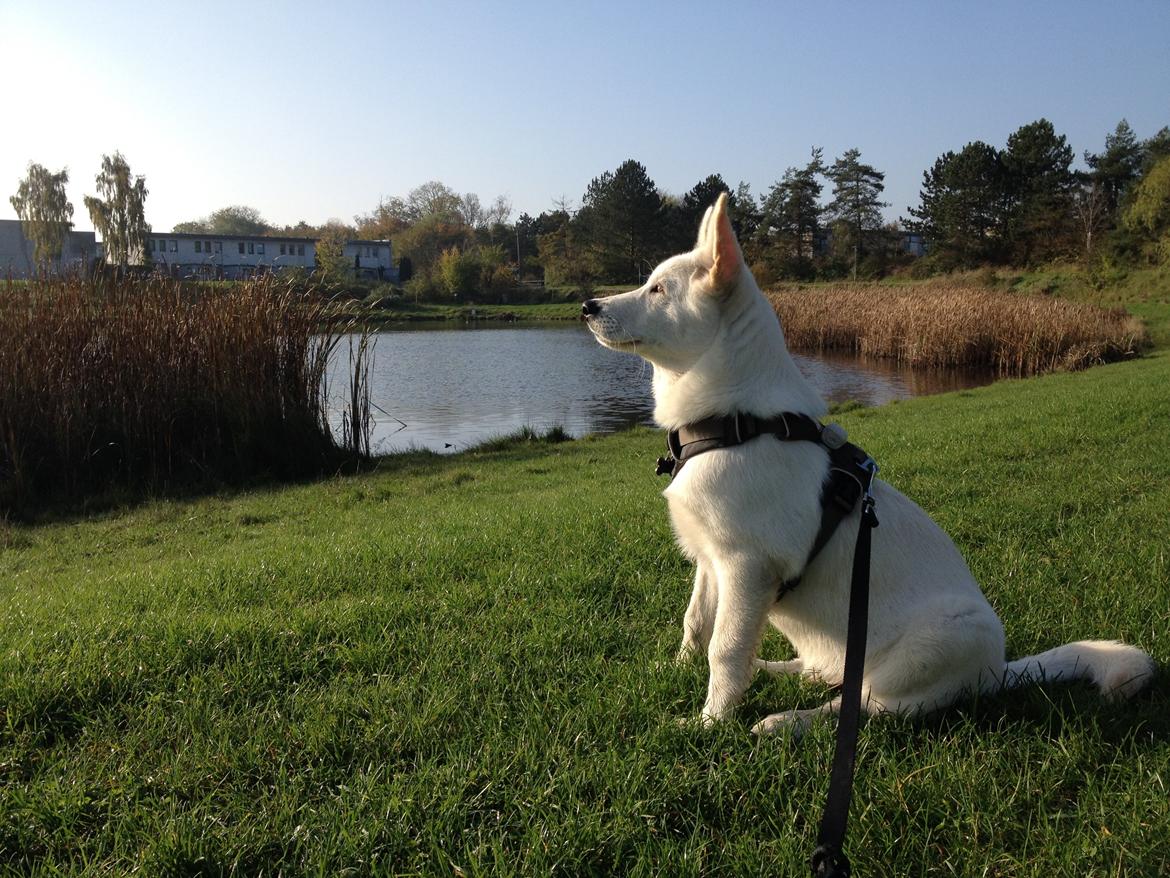 Blanding af racer Cuba, Malamute / hvid schæfer / Samojedhund - 15 uger, dag vide om fuglene vil lege? billede 28