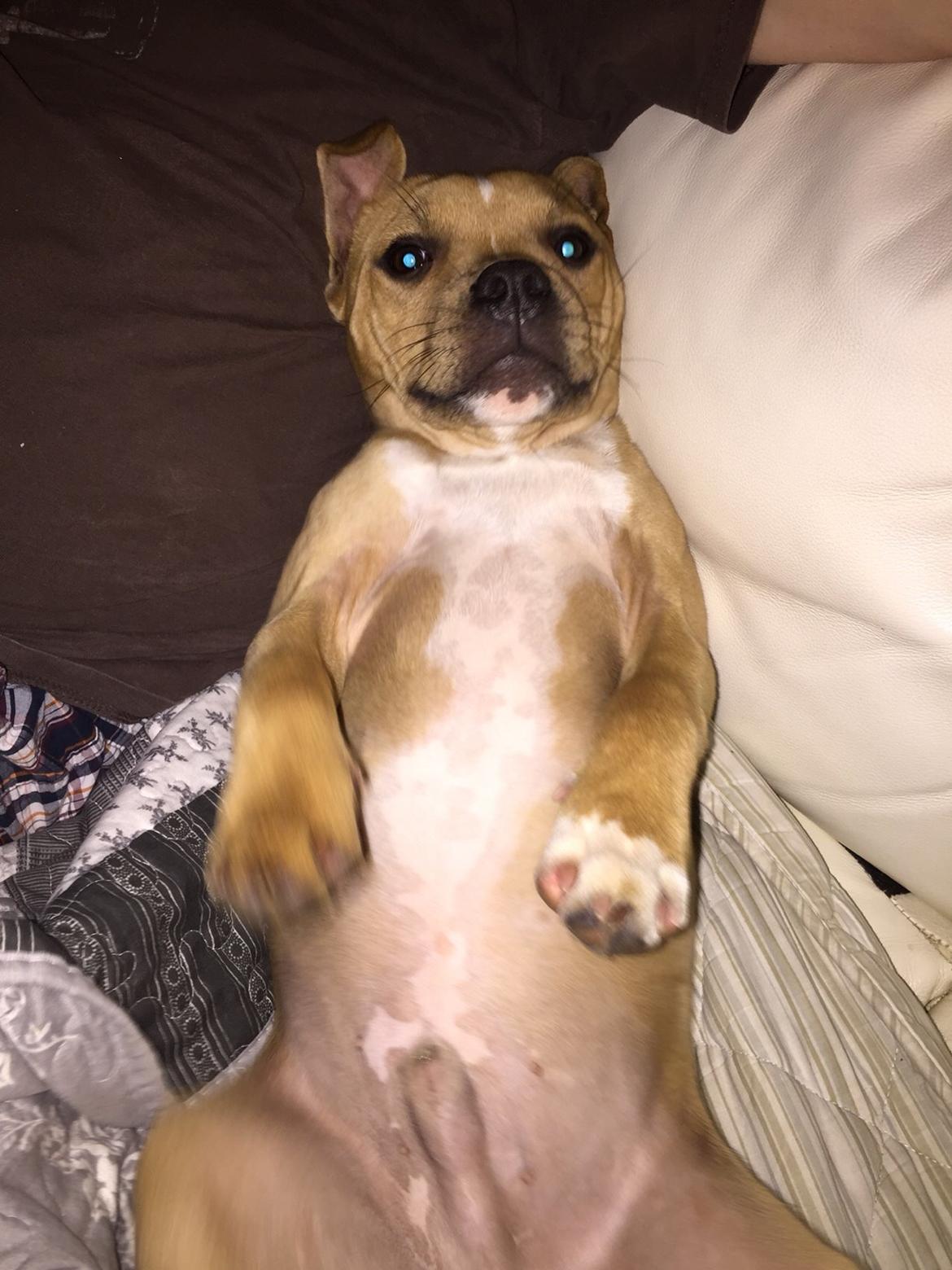 Staffordshire bull terrier Uso billede 18