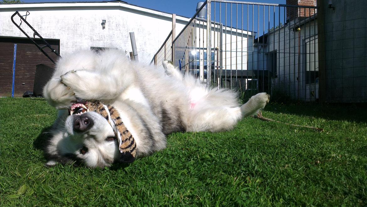 Alaskan malamute Ricky billede 20