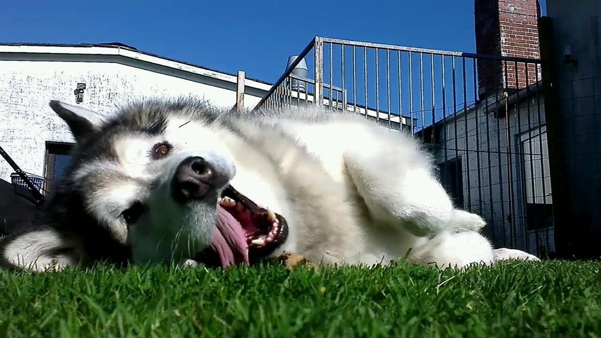 Alaskan malamute Ricky billede 24