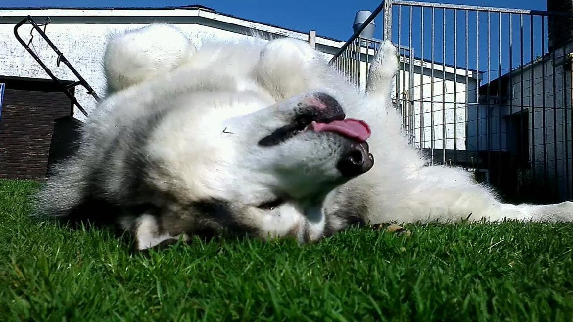 Alaskan malamute Ricky billede 18