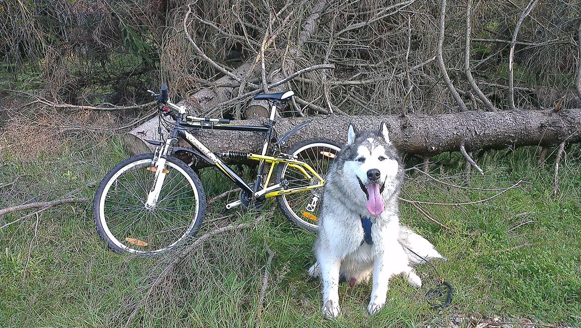 Alaskan malamute Ricky billede 22