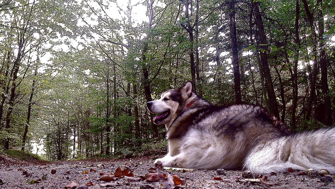 Alaskan malamute Ricky billede 19