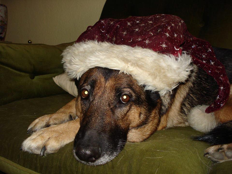 Schæferhund Jackie * Sofavovsen* billede 16