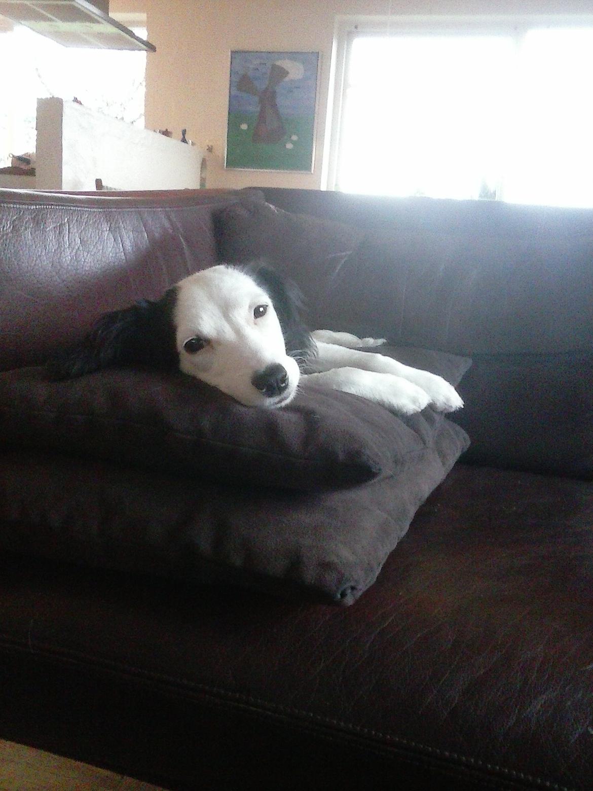 Blanding af racer Milla billede 13