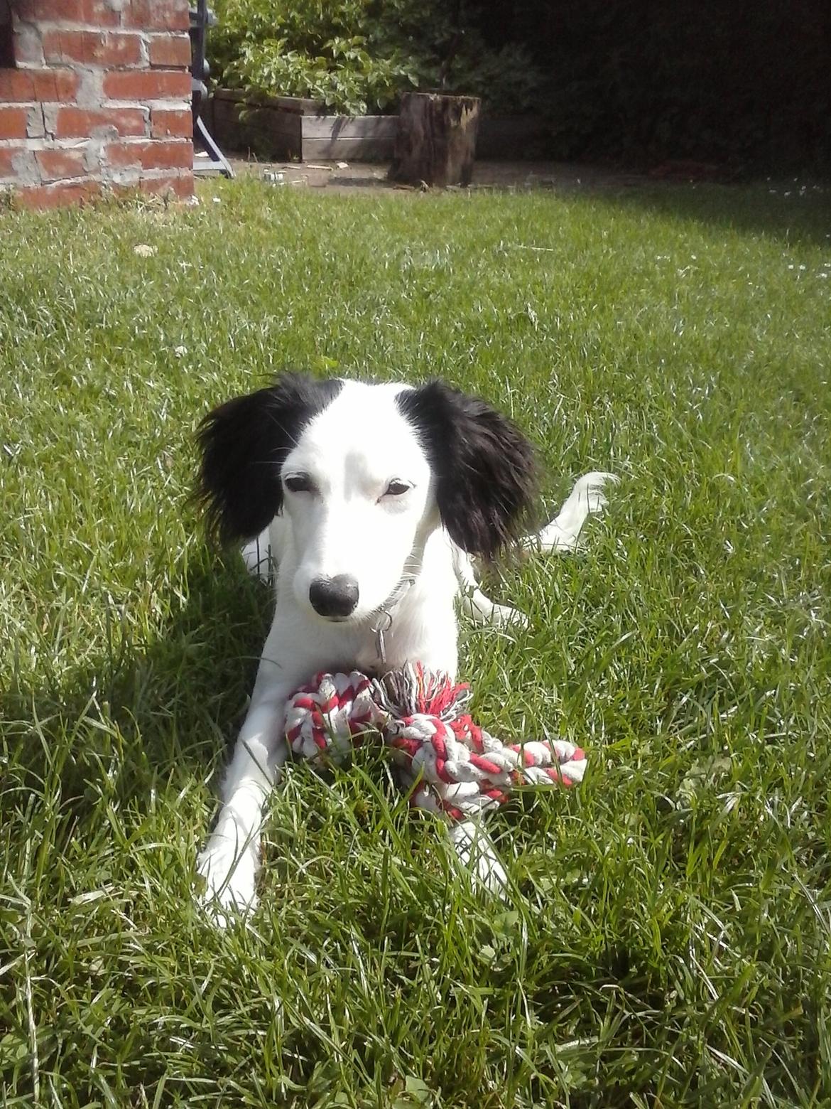 Blanding af racer Milla billede 5