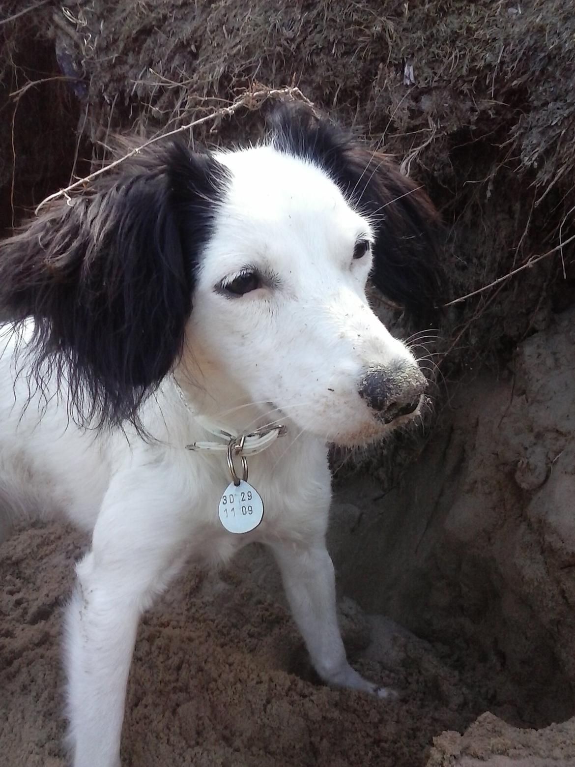 Blanding af racer Milla billede 6