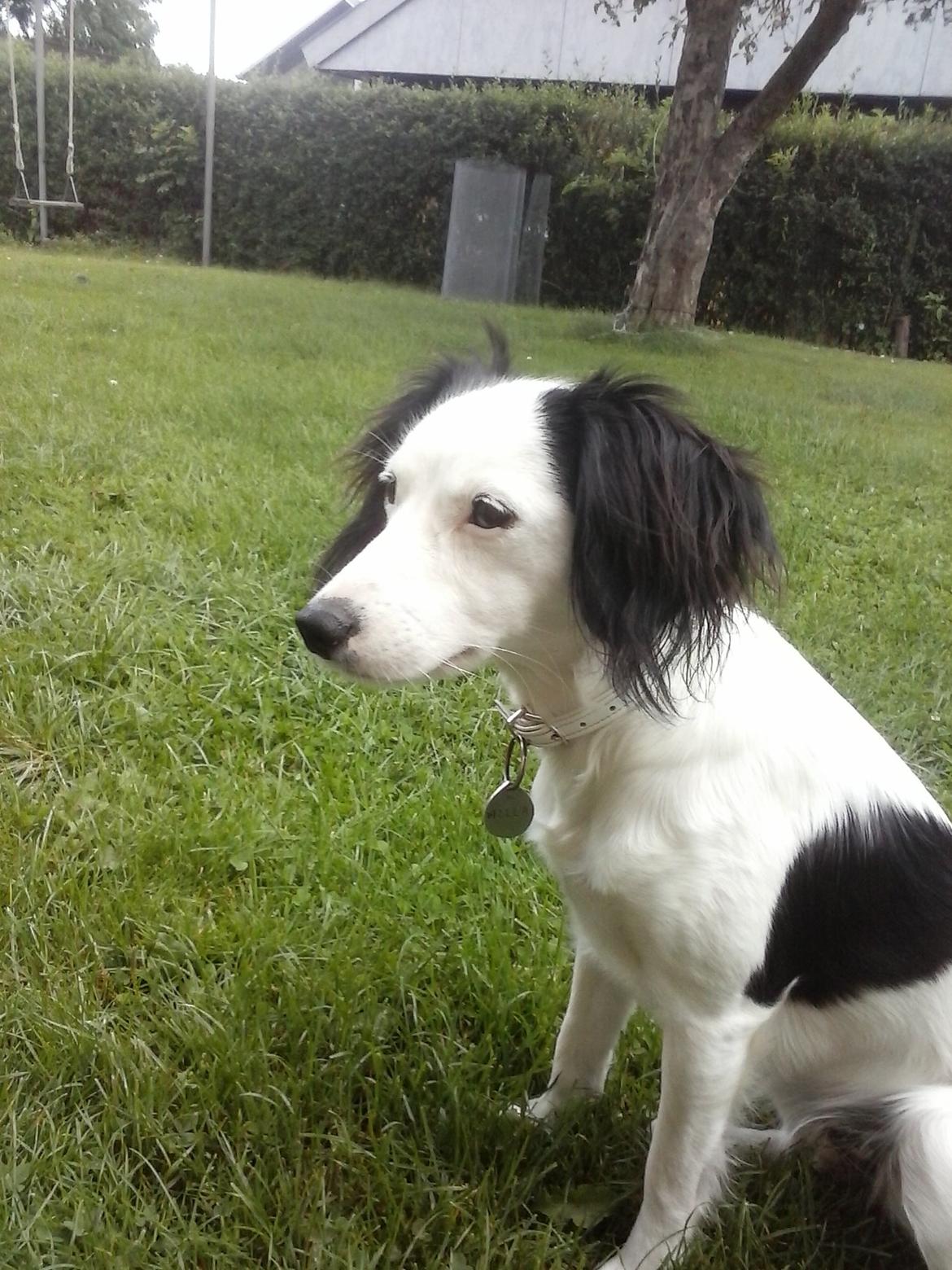 Blanding af racer Milla billede 18