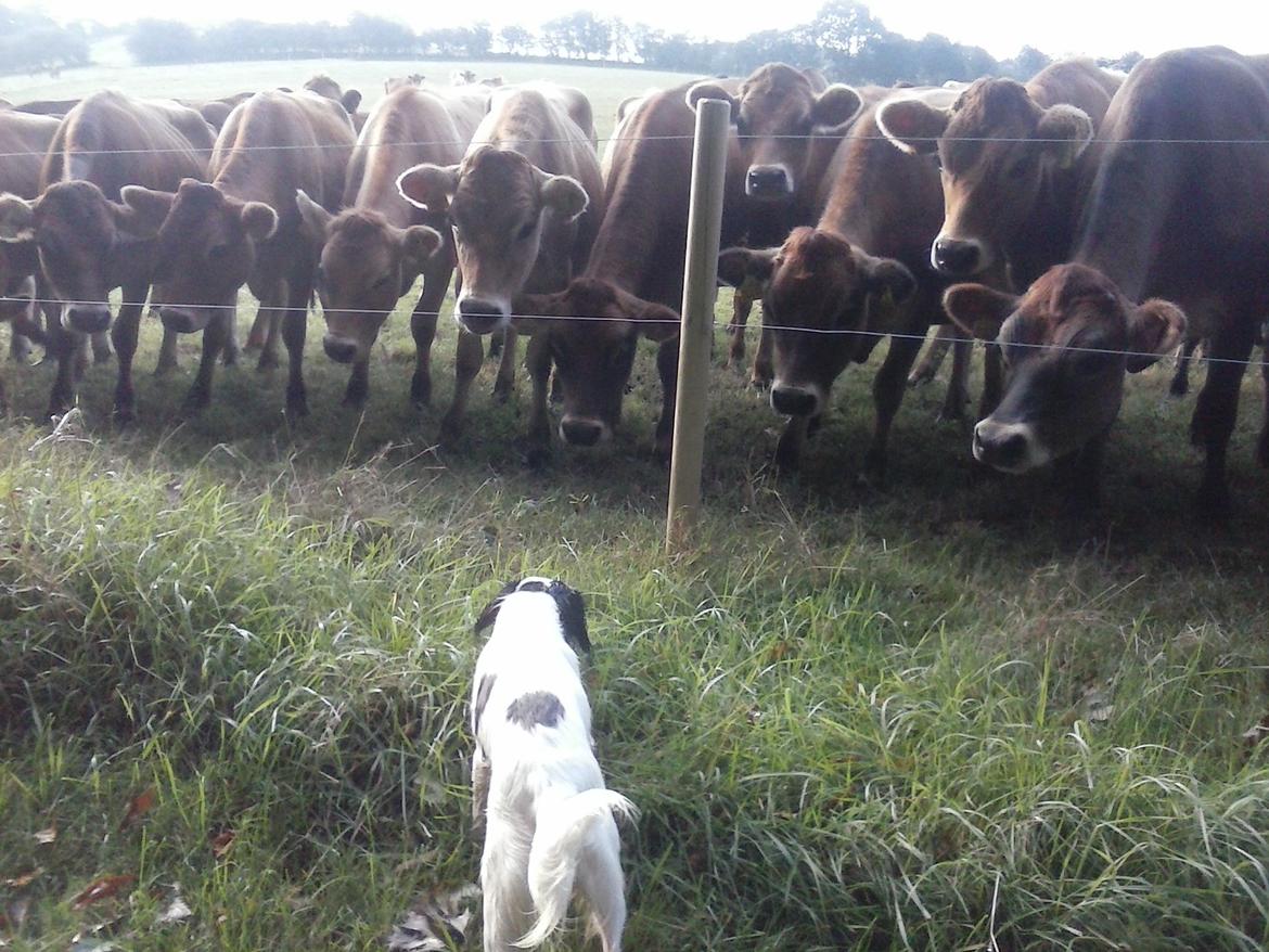 Blanding af racer Milla billede 9