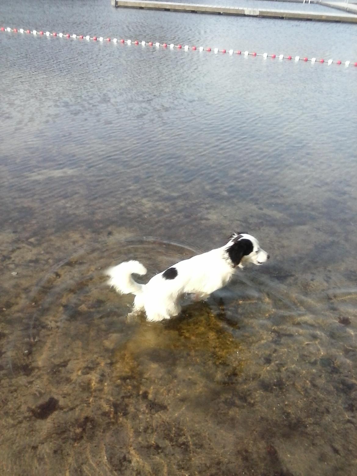 Blanding af racer Milla billede 19