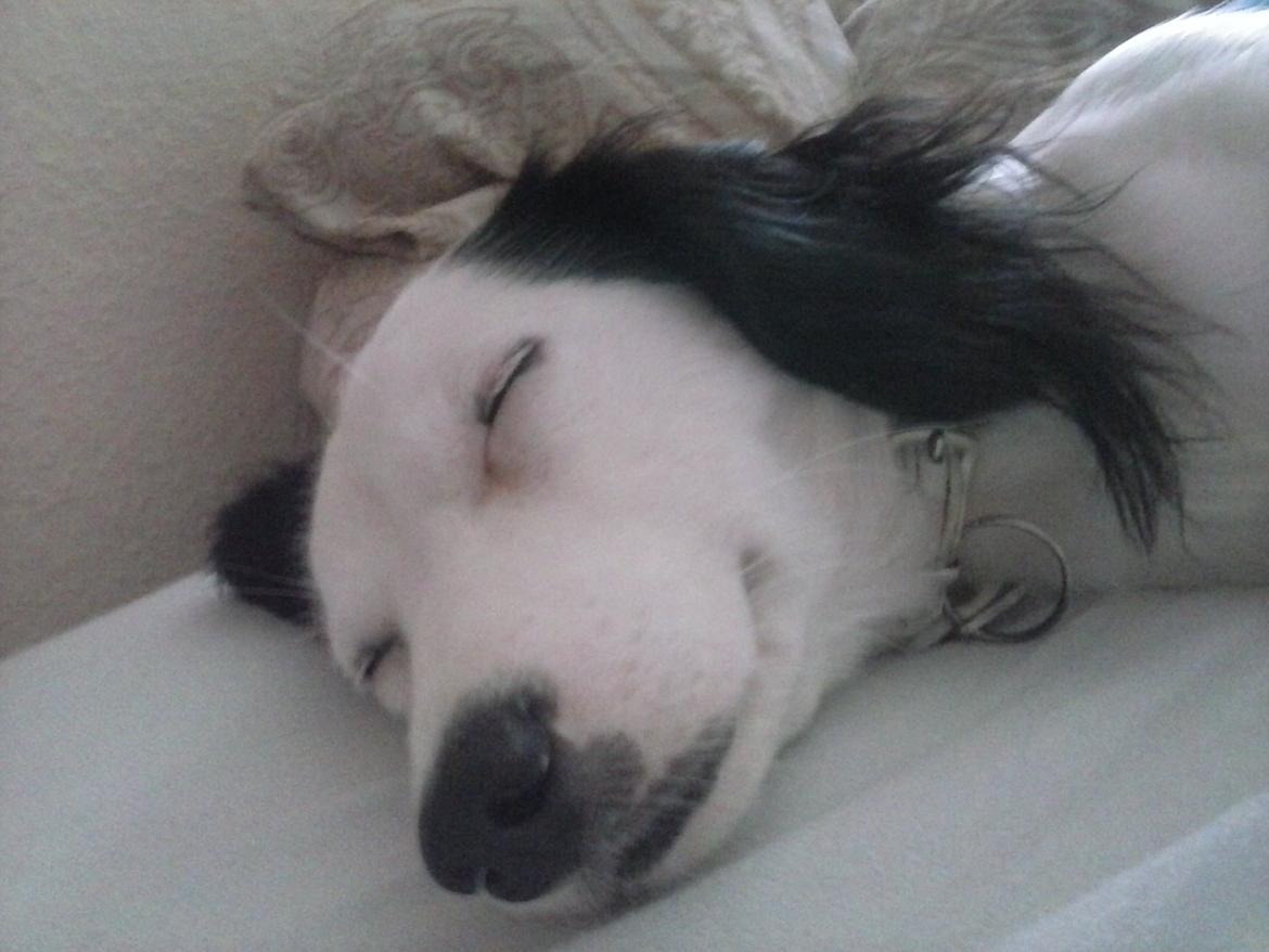 Blanding af racer Milla billede 12