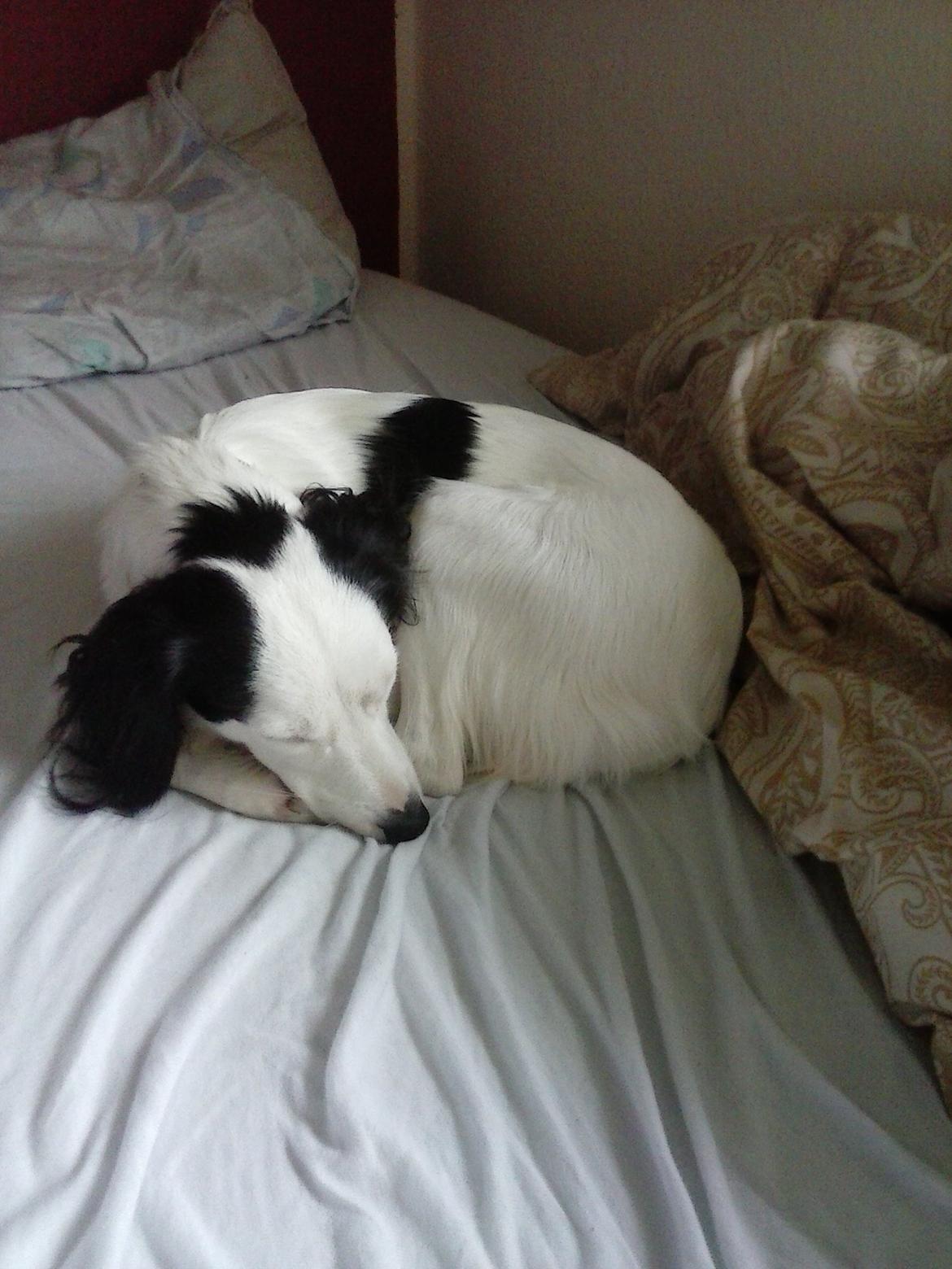 Blanding af racer Milla billede 10