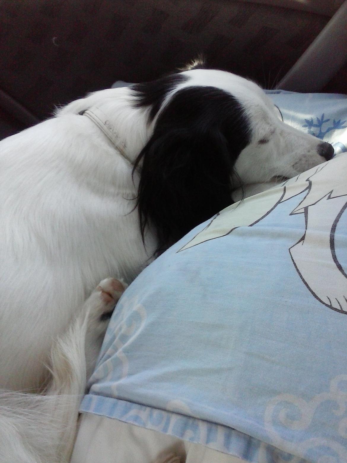 Blanding af racer Milla billede 20