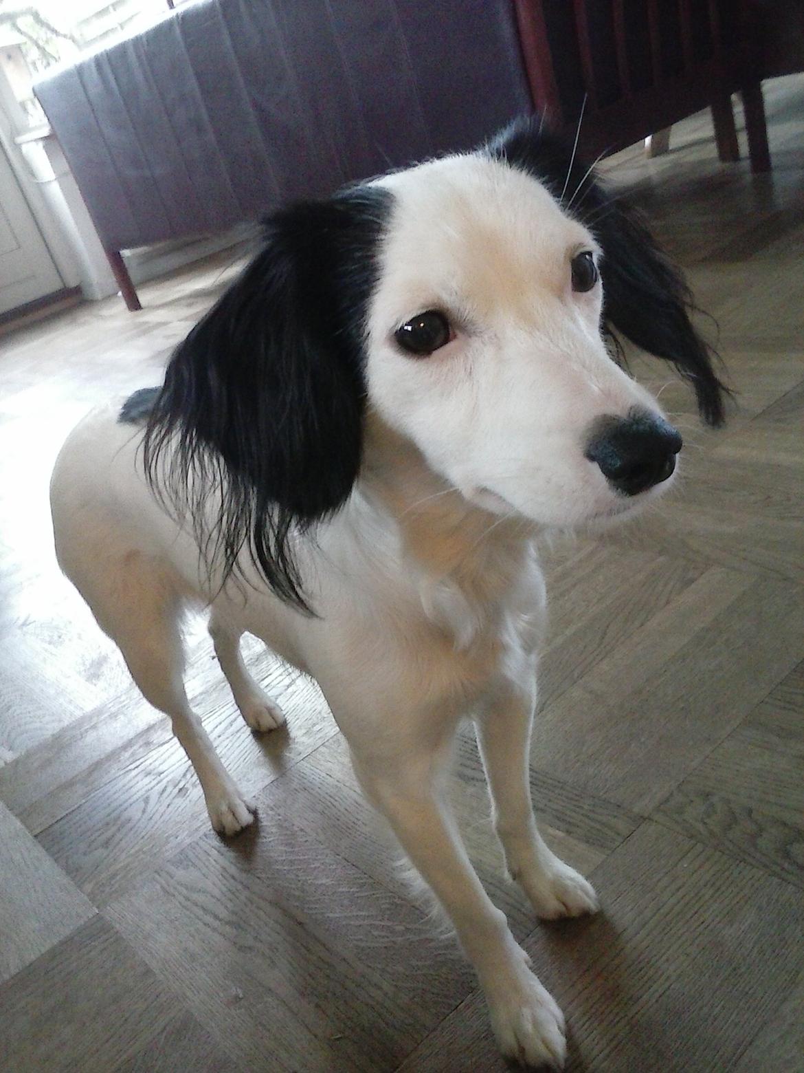 Blanding af racer Milla billede 4