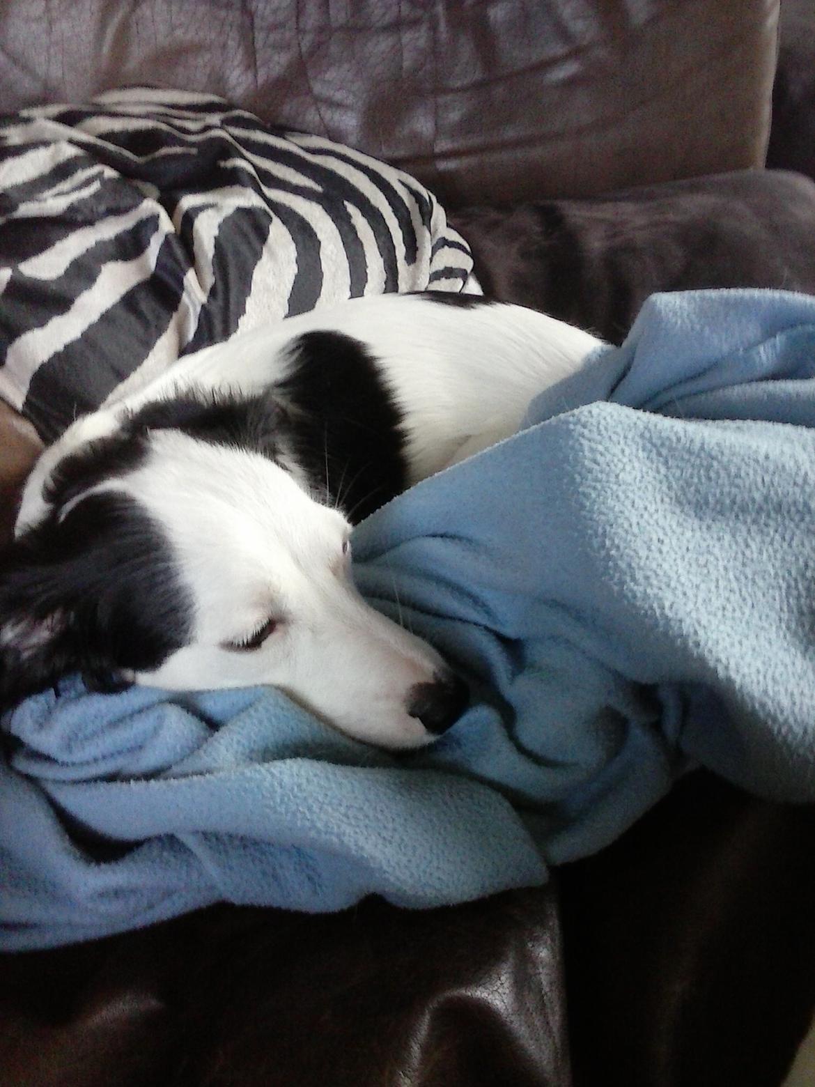 Blanding af racer Milla billede 16