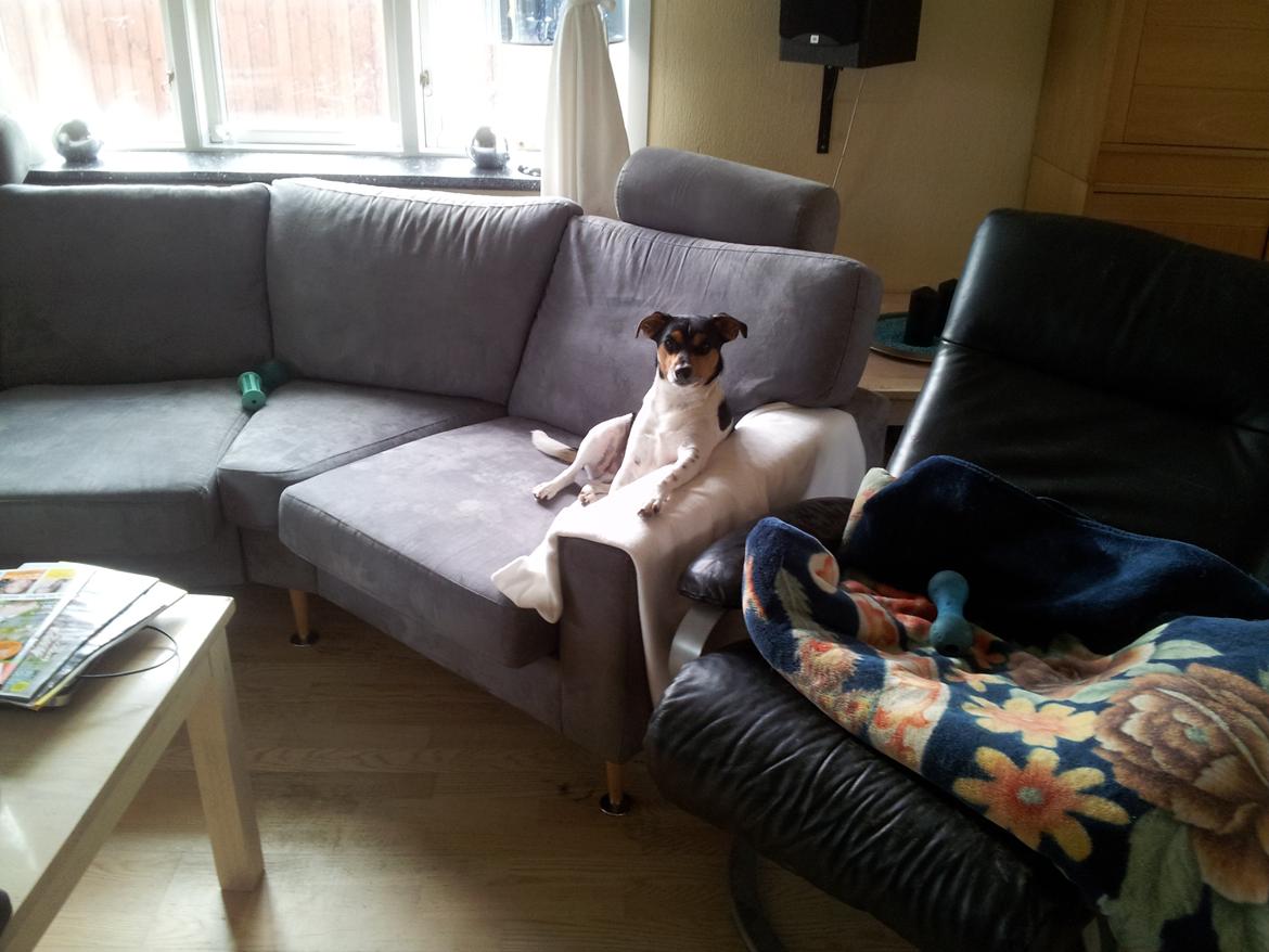 Dansk svensk gaardhund Charlie billede 11