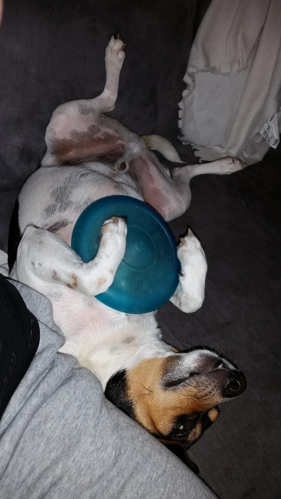 Dansk svensk gaardhund Charlie billede 14