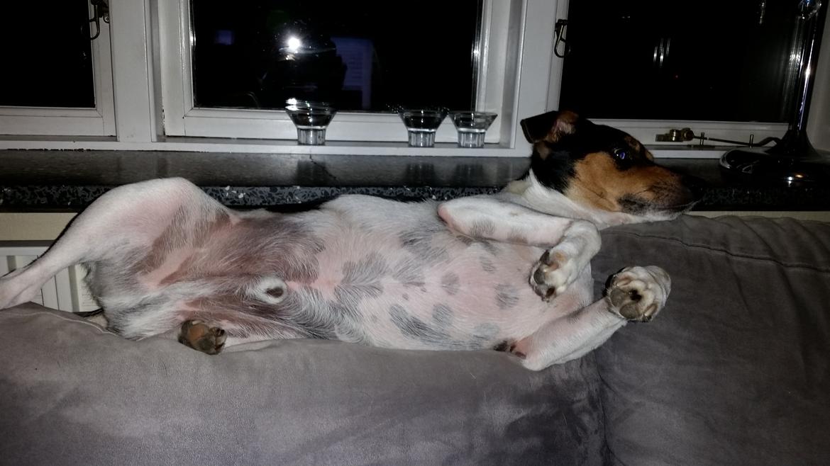 Dansk svensk gaardhund Charlie billede 13