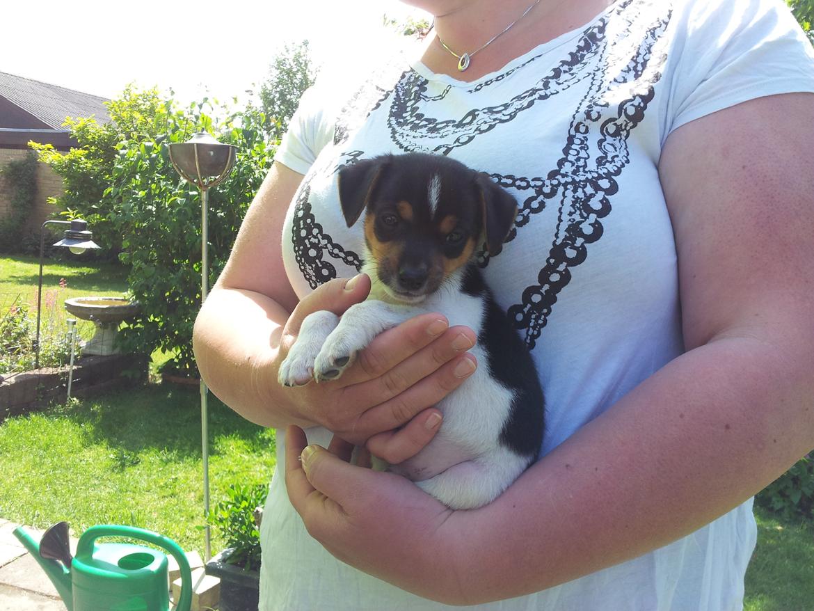 Dansk svensk gaardhund Charlie billede 1