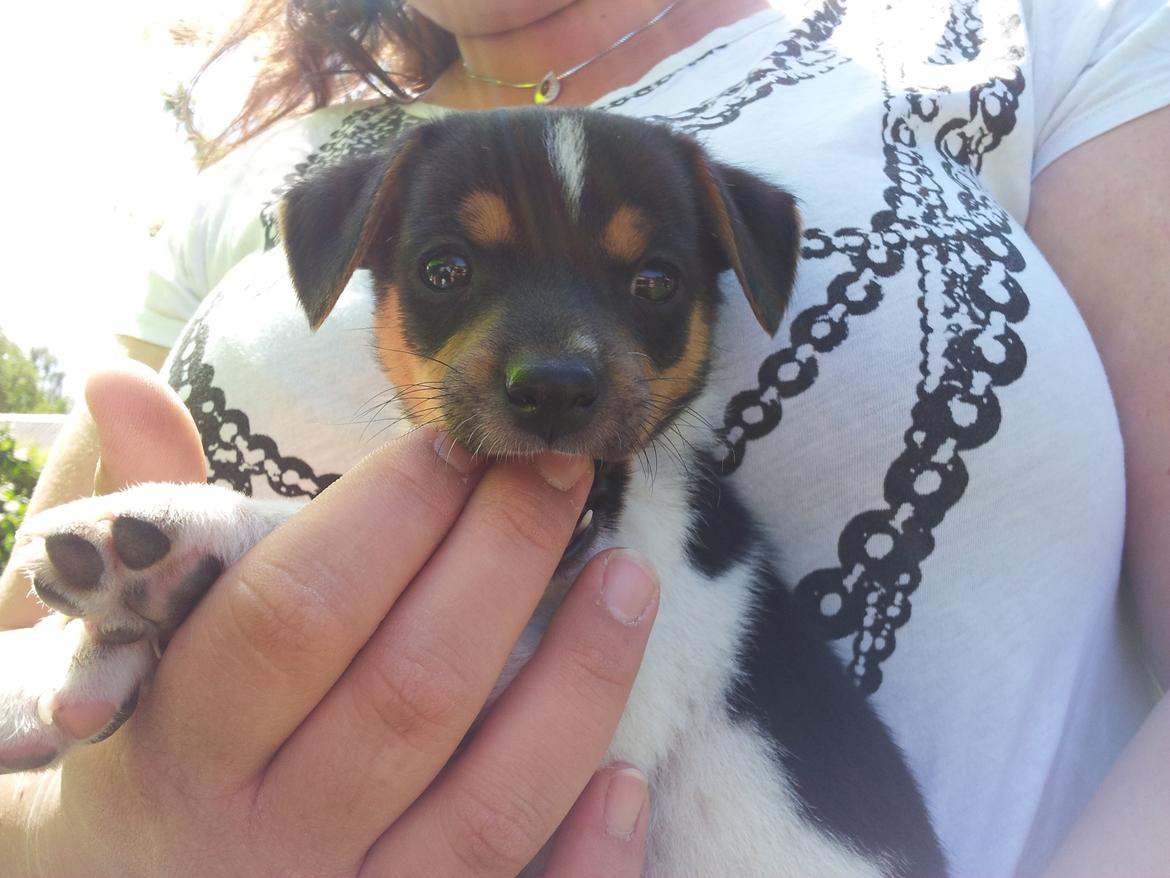 Dansk svensk gaardhund Charlie billede 2