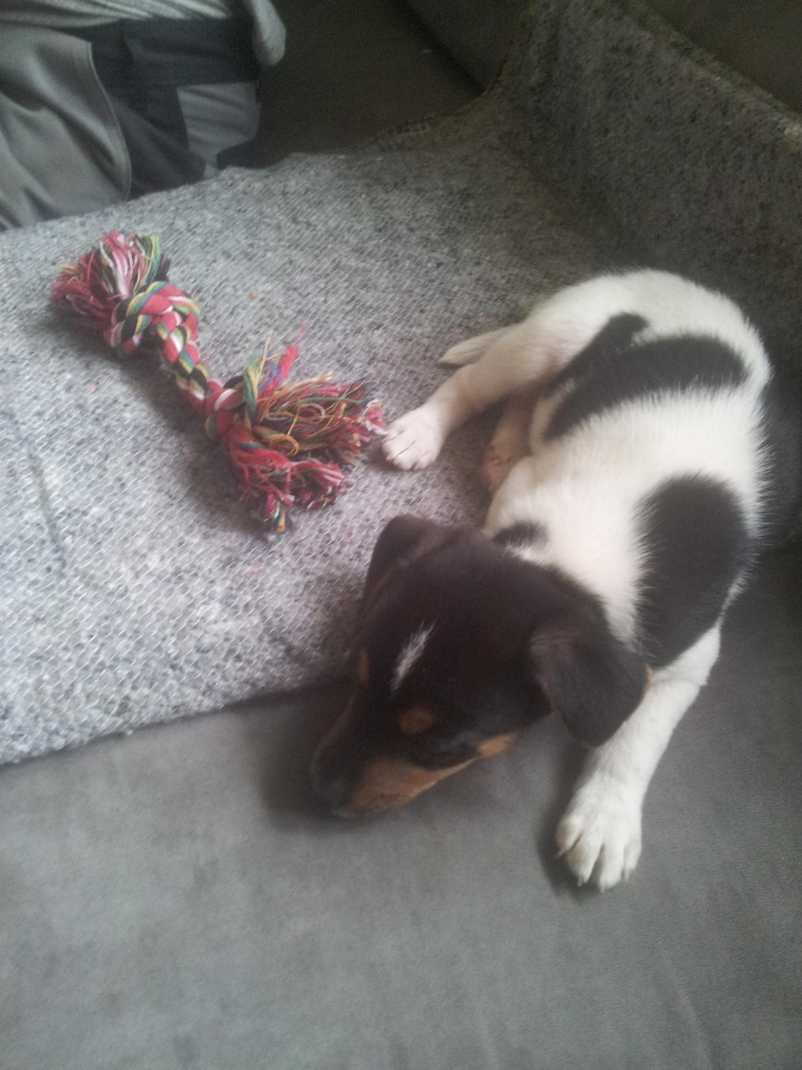 Dansk svensk gaardhund Charlie billede 4