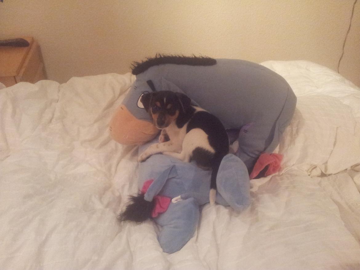 Dansk svensk gaardhund Charlie billede 5