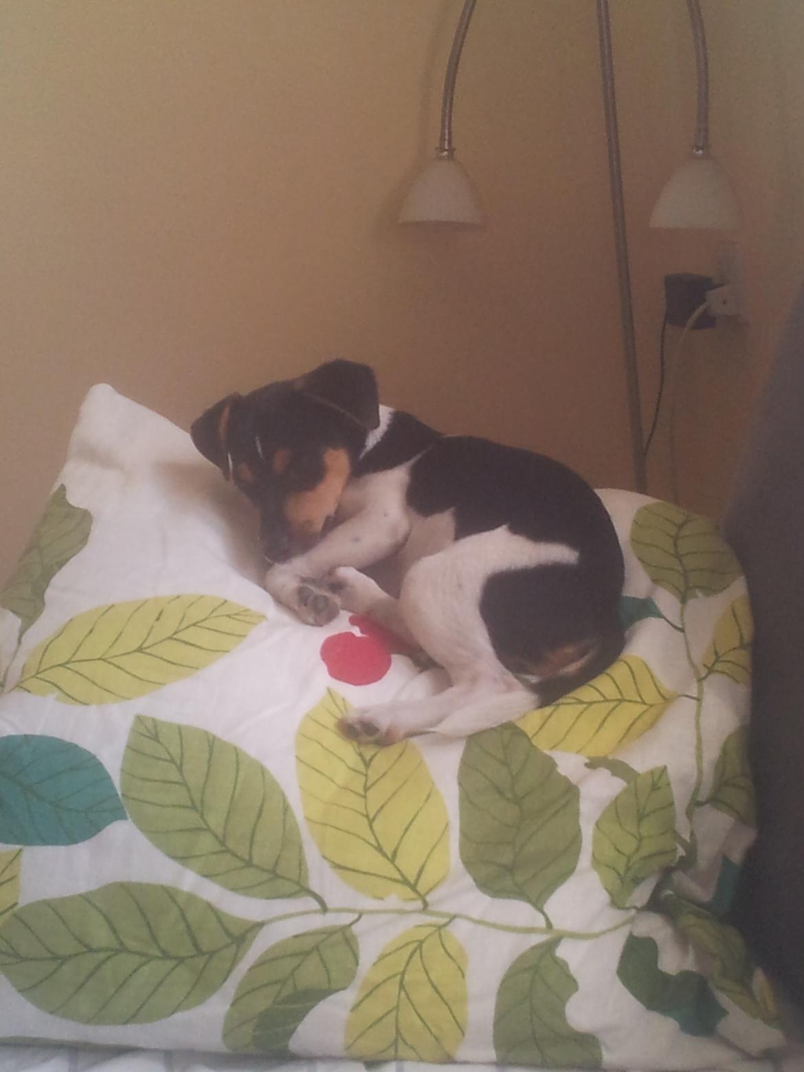 Dansk svensk gaardhund Charlie billede 6