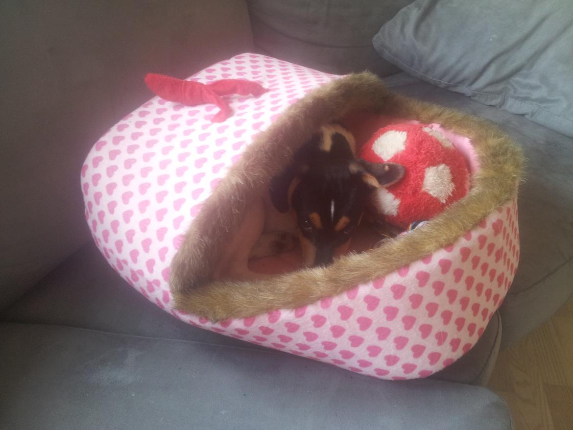 Dansk svensk gaardhund Charlie billede 7