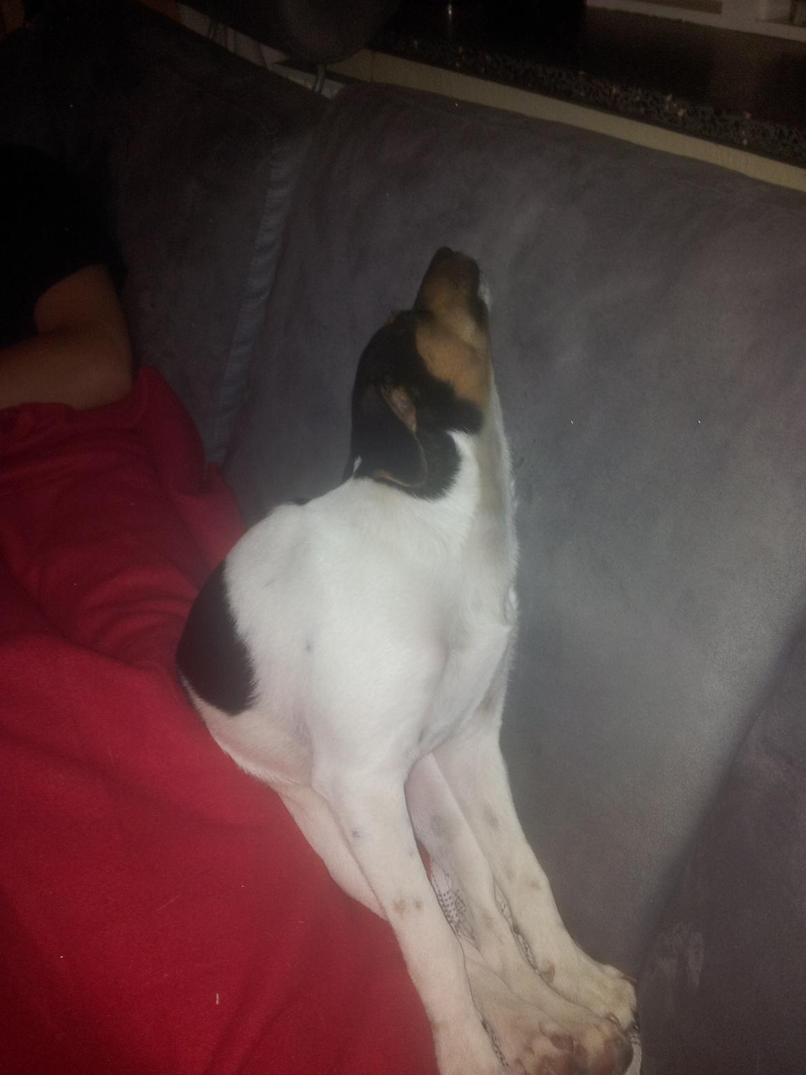 Dansk svensk gaardhund Charlie billede 15