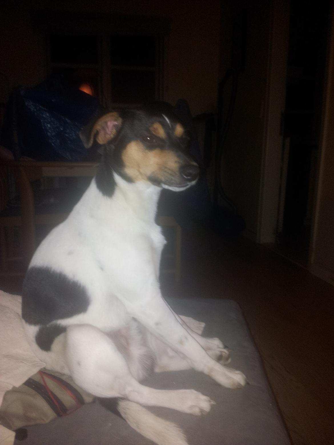 Dansk svensk gaardhund Charlie billede 18