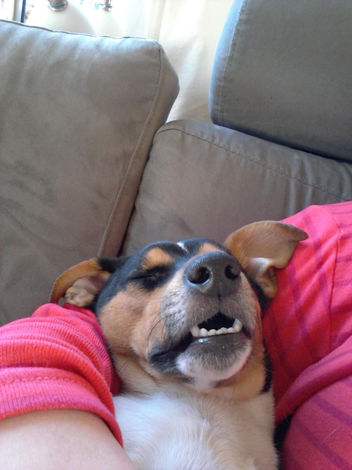 Dansk svensk gaardhund Charlie billede 12