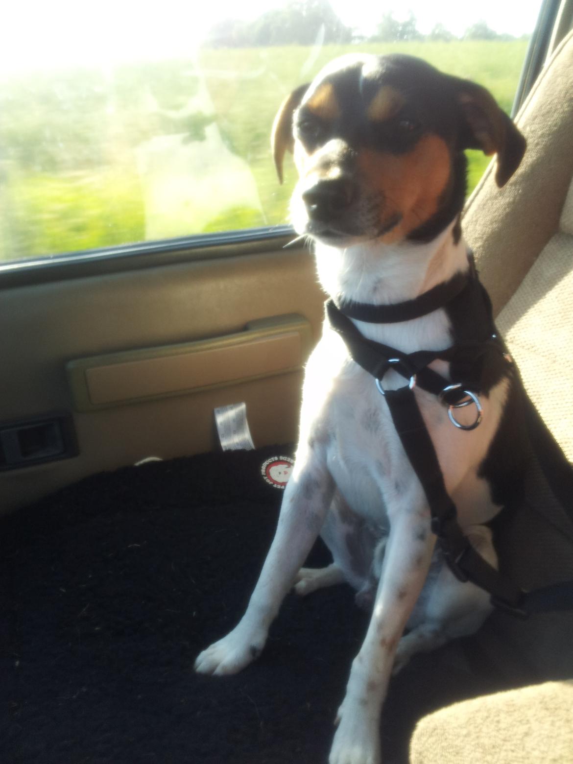 Dansk svensk gaardhund Charlie billede 16