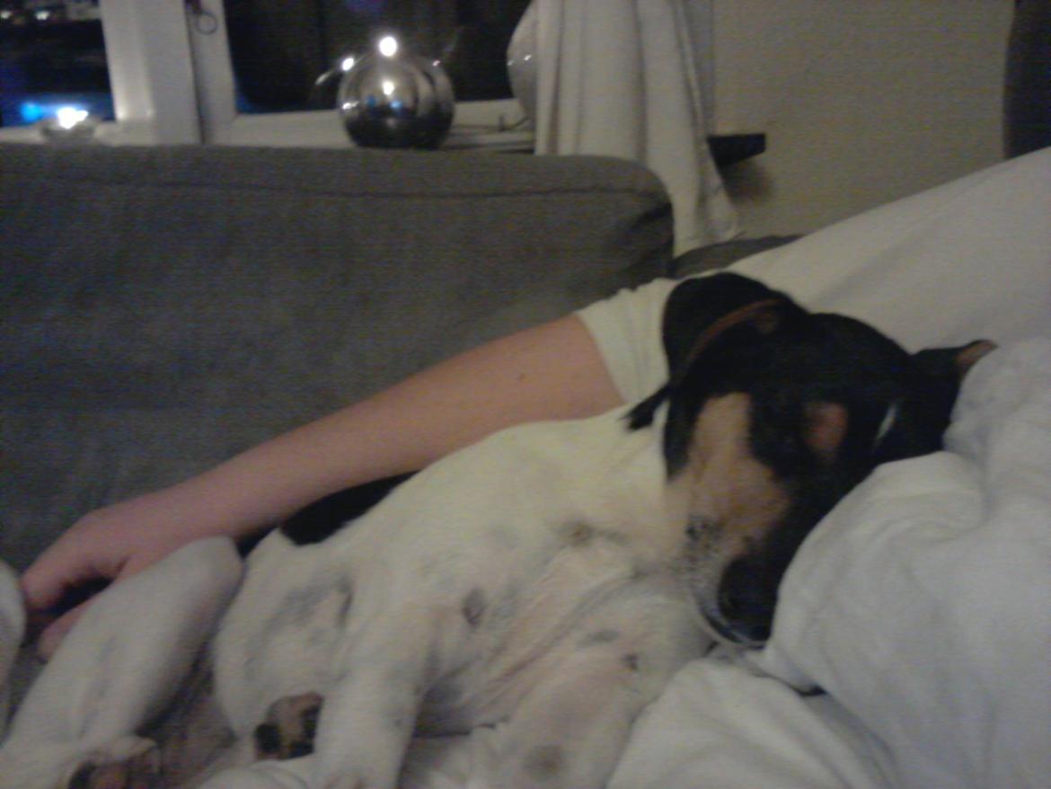 Dansk svensk gaardhund Charlie billede 17