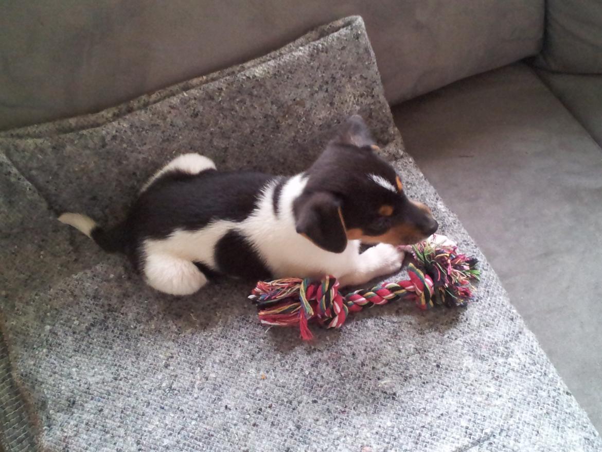 Dansk svensk gaardhund Charlie billede 3