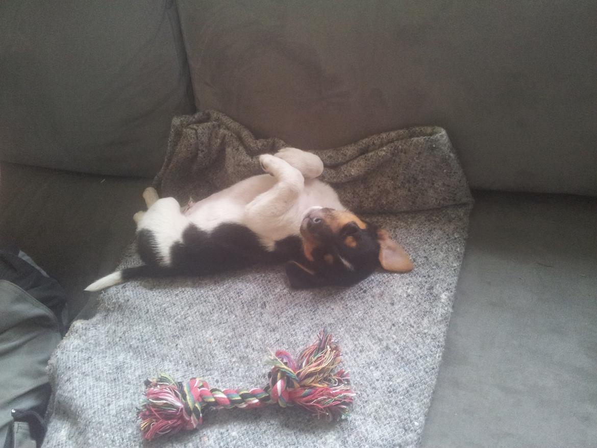 Dansk svensk gaardhund Charlie billede 9