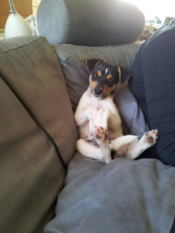 Dansk svensk gaardhund Charlie billede 10