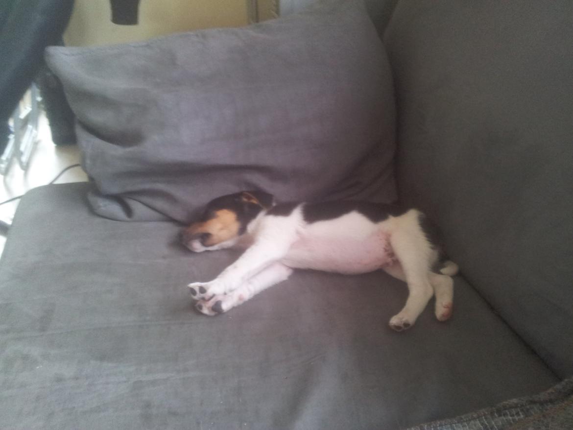 Dansk svensk gaardhund Charlie billede 8