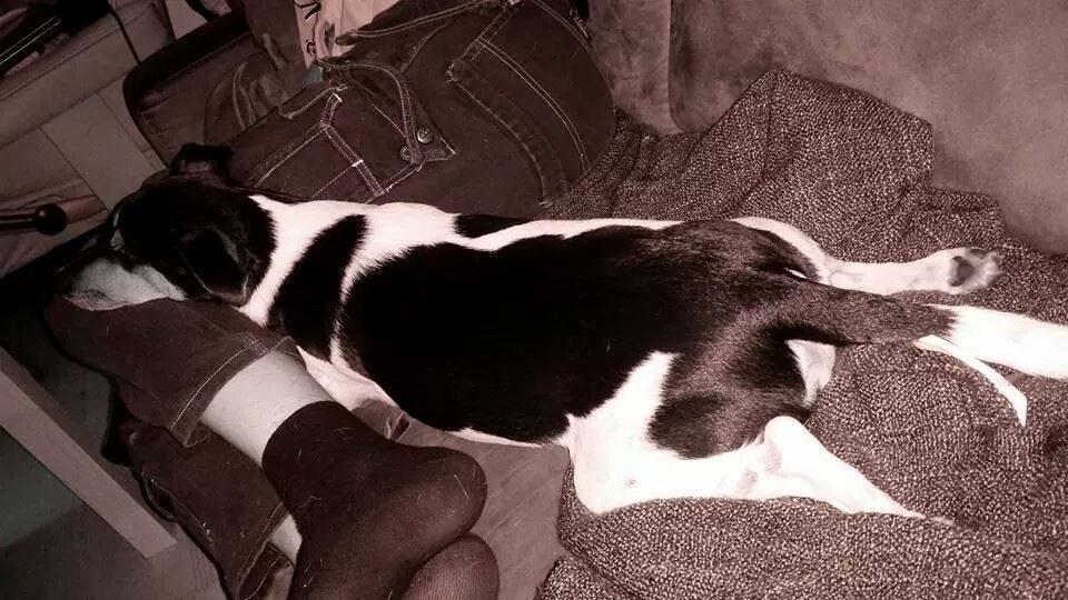 Dansk svensk gaardhund Charlie billede 19