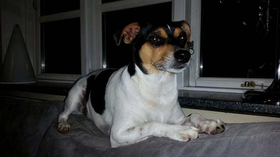 Dansk svensk gaardhund Charlie billede 21