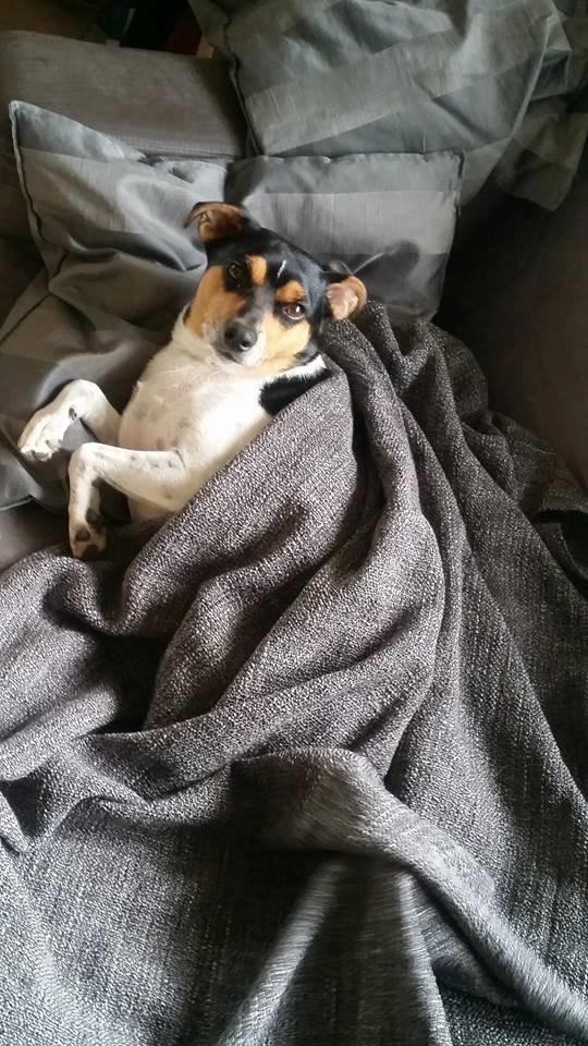 Dansk svensk gaardhund Charlie billede 22