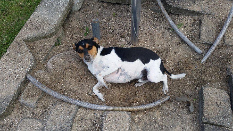 Dansk svensk gaardhund Charlie billede 20