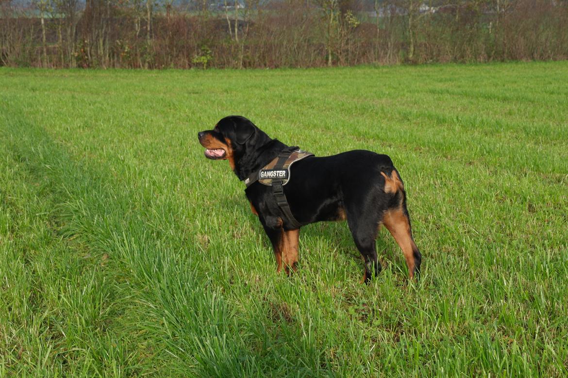 Rottweiler Fafner<3 |Faffe'laffe|<3 - 8/11/2014 billede 5