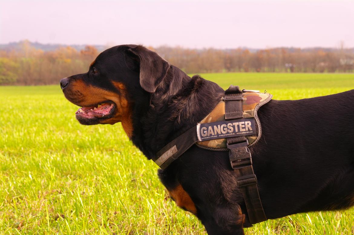 Rottweiler Fafner<3 |Faffe'laffe|<3 - 8/11/2014 billede 17