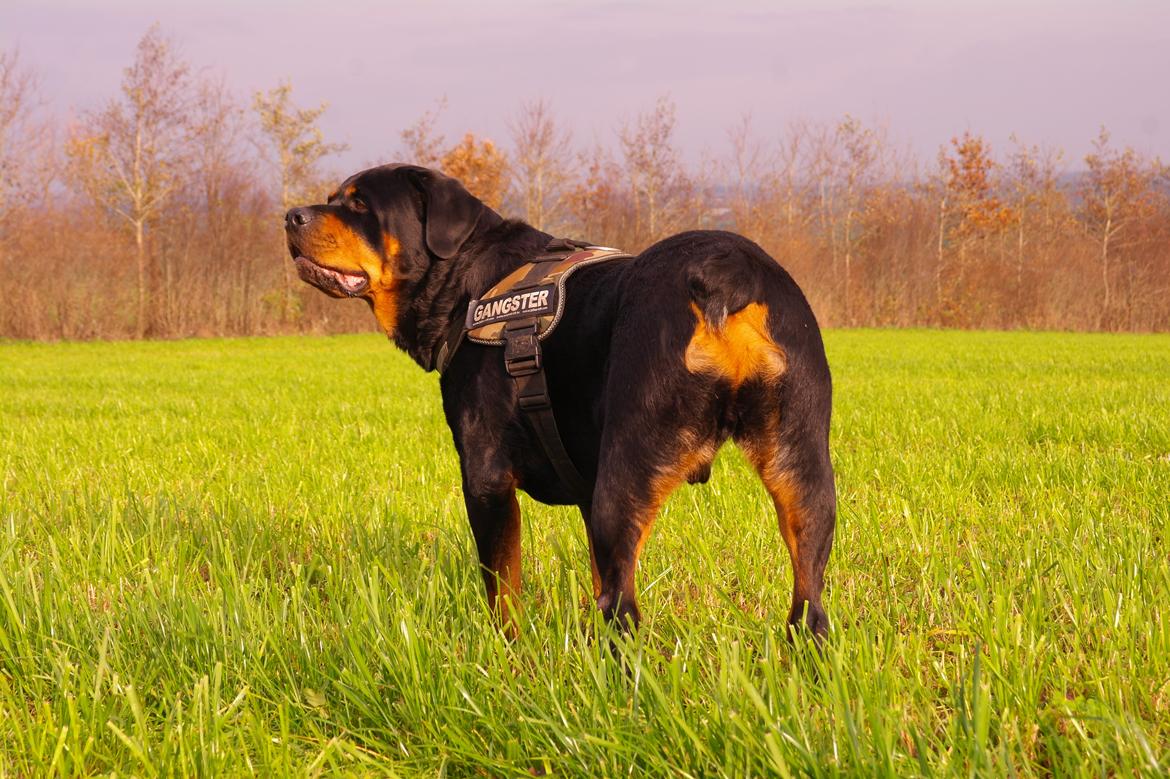 Rottweiler Fafner<3 |Faffe'laffe|<3 - 8/11/2014 billede 25