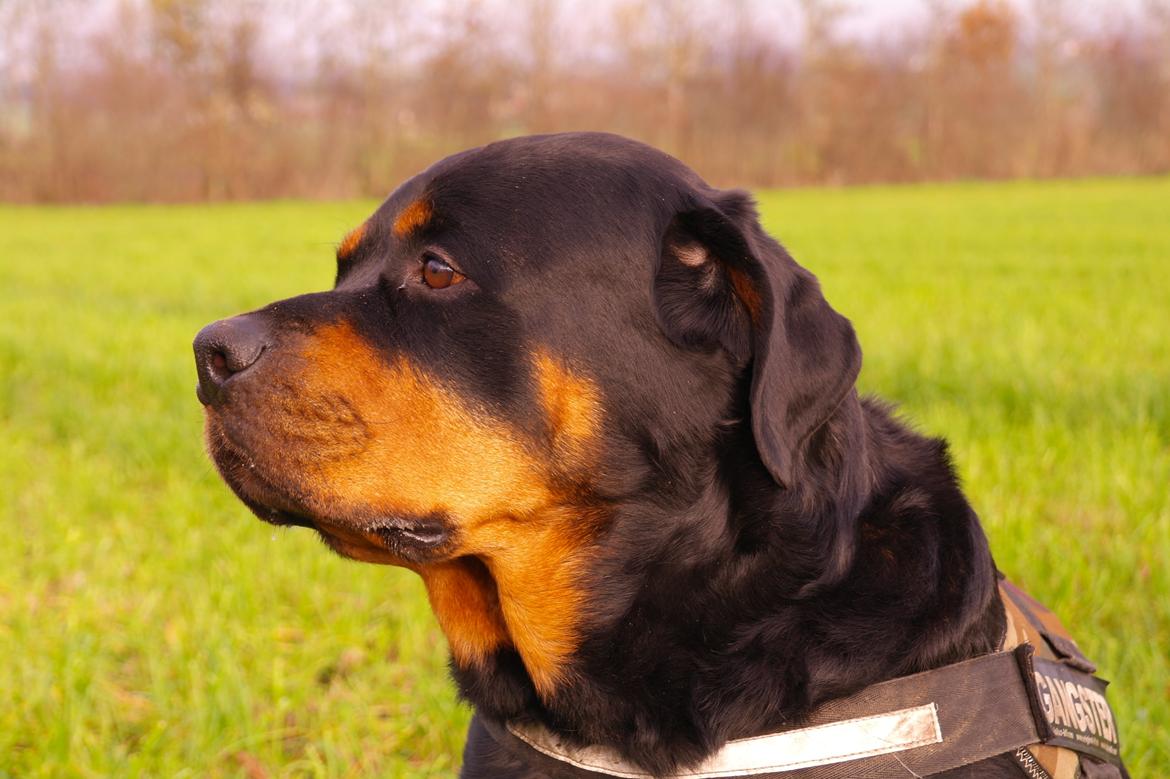 Rottweiler Fafner<3 |Faffe'laffe|<3 - 8/11/2014 billede 27