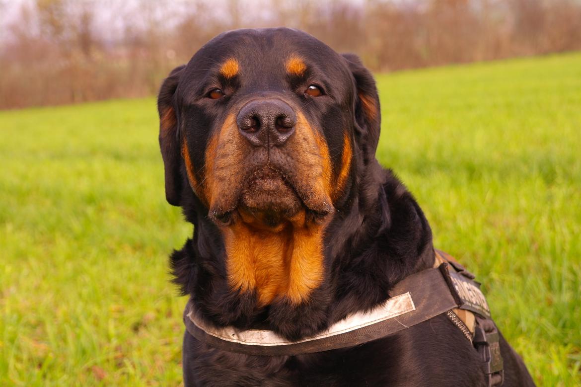 Rottweiler Fafner<3 |Faffe'laffe|<3 - 8/11/2014 billede 35